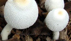 Mushrooms in the Mulch, Watermark     Floral Redux June 23 2014 027