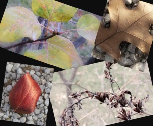 Autumn Collage II, K43        Ribbet collage